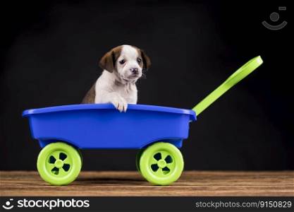 Crazy little dogs in a toy cart