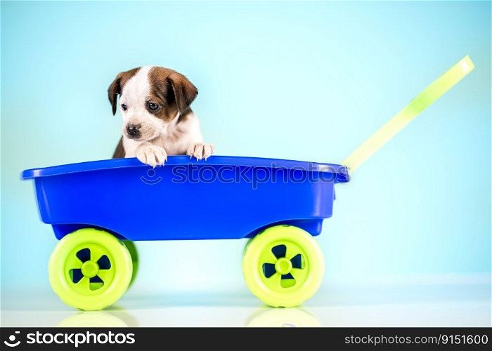 Crazy little dogs in a toy cart
