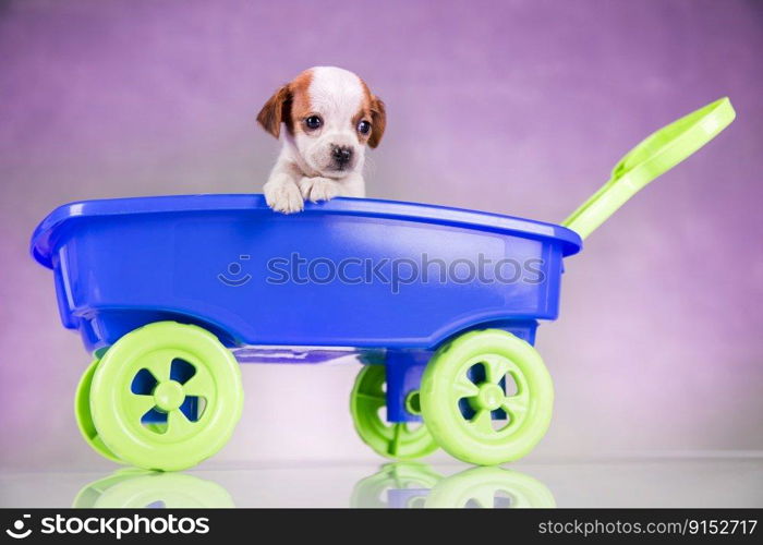 Crazy little dogs in a toy cart