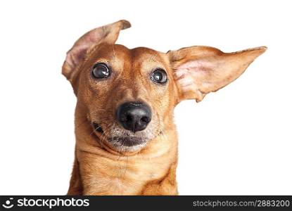 crazy portrait of brown dachshund dog isolated on white background