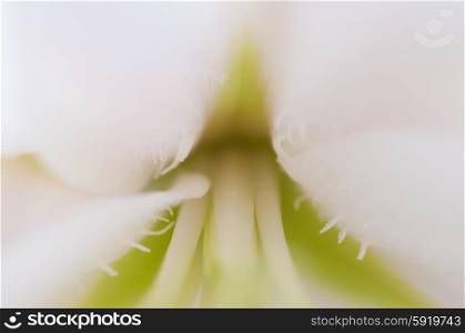 Cream flower macro