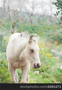 cream foal at freedom in mountain. Israel