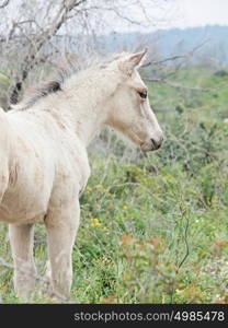 cream foal at freedom in mountain. Israel