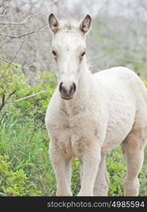 cream foal at freedom in mountain. Israel