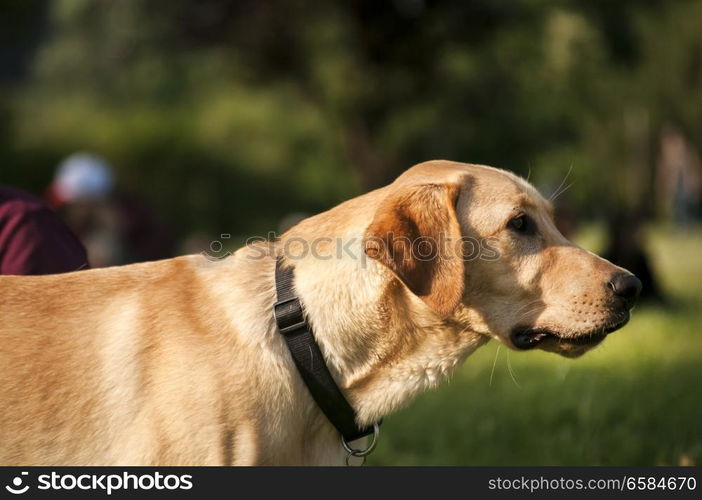 Cream labrador retriever dog closeup in park