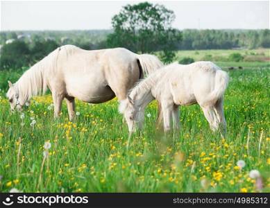 cream little foal of welsh pony with mom in the grassland