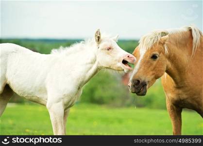 cream pony foal in the meadow with adult pony. domestic showdown