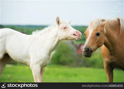 cream pony foal in the meadow with adult pony. domestic showdown
