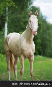 creamello purebred akhalteke stallion