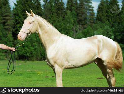 creamello purebred akhalteke stallion at forest background