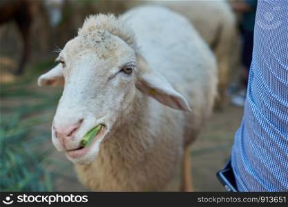 Creamy white sheep are chewing food.