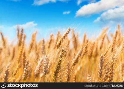 Creative abstract agriculture, farming and harvesting concept: macro view of fresh ripe wheat plants at the summer wheatfield and blue sky with selective focus effect