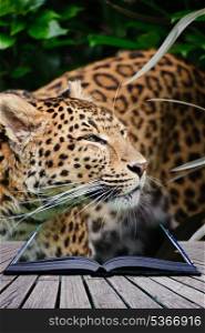 Creative composite image of leopard in pages of magic book