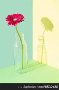 Creative composition with a gerbera flower in a glass vase against multicolored background. Abstract spring summer concept. Isometric rectangle layout