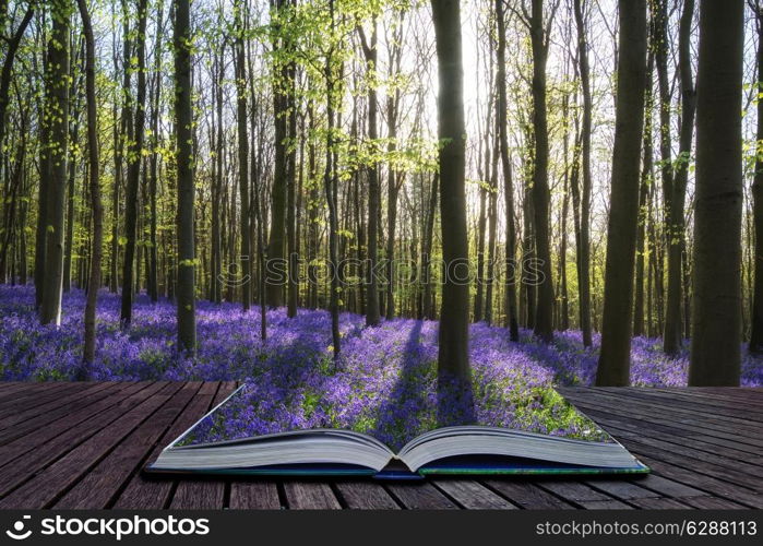 Creative concept image Beautiful landscape of Spring bluebells in forest