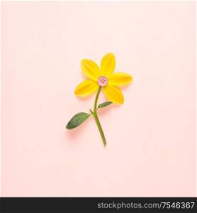 Creative concept still life nature green photo of narcissus flower in bloom with button in the middle on pink background.