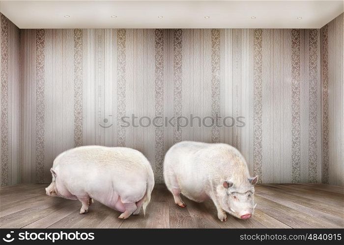 Creative concept. Two pigs stand in the room.