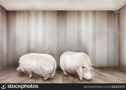 Creative concept. Two pigs stand in the room.