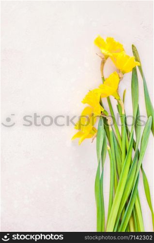 Creative flat lay top view 8 March International Women&rsquo;s Day greeting card with yellow daffodils spring flowers on pink background. Celebration Postcard template