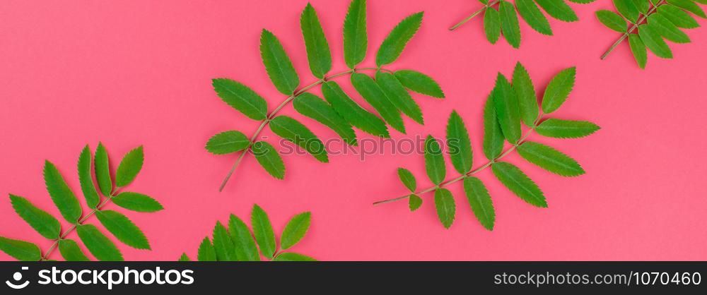 Creative flat lay top view pattern with fresh green rowan tree leaves on bright pink background with copy space in minimal duotone pop art style, frame template for text. Long wide banner
