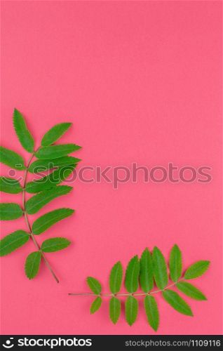 Creative flat lay top view pattern with fresh green rowan tree leaves on bright pink background with copy space in minimal duotone pop art style, frame template for text