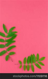 Creative flat lay top view pattern with fresh green rowan tree leaves on bright pink background with copy space in minimal duotone pop art style, frame template for text