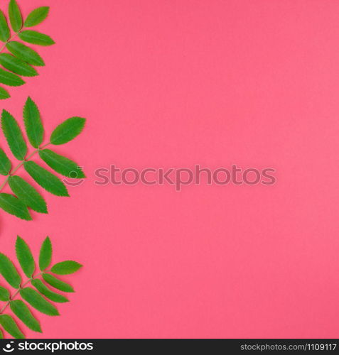 Creative flat lay top view pattern with fresh green rowan tree leaves on bright pink square background with copy space in minimal duotone pop art style, frame template for text