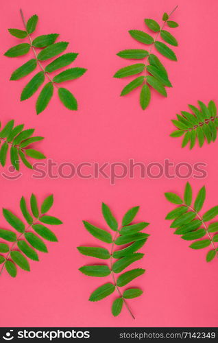 Creative flat lay top view pattern with fresh green rowan tree leaves on bright pink background with copy space in minimal duotone pop art style, frame template for text