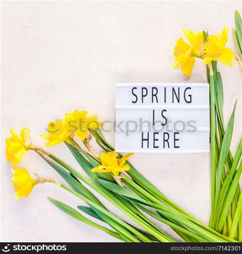Creative flat lay top view Spring is here on lightbox greeting card with yellow daffodils flowers on pink background. Celebration Postcard template