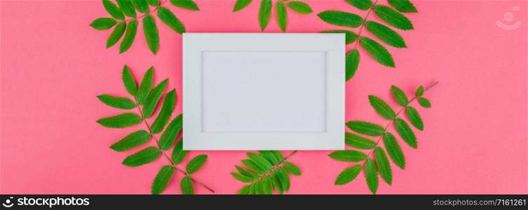 Creative flat lay top view white frame mock up with fresh green rowan tree leaves on bright pink background with copy space in minimal duotone pop art style, template for text. Long wide banner
