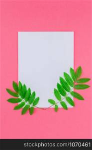 Creative flat lay top view white letter mock up with fresh green rowan tree leaves on bright pink background with copy space in minimal duotone pop art style, template for text