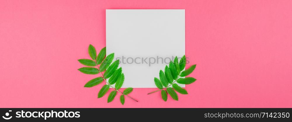 Creative flat lay top view white letter mock up with fresh green rowan tree leaves on bright pink background with copy space in minimal duotone pop art style, template for text. Long wide banner