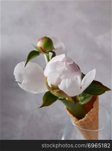 Creative floral composition from pink peony in waffle cone in a glass on a gray concrete background with copy space. Top view Layout for postcard. Buds gently pink peony in a waffle cone in a glass on a gray concrete background with copy space. Top view