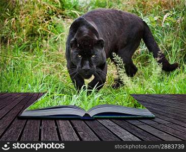 Creative image of black jaguar prowling into pages in book