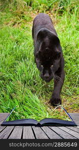 Creative image of black jaguar prowling into pages in book