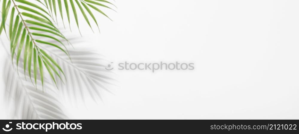 Creative layout made of colorful tropical leaves on white background. Minimal summer exotic concept with copy space. Border arrangement. Banner