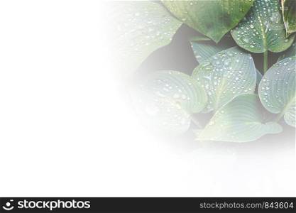 Creative layout made of colorful tropical leaves on white background. Minimal summer exotic concept with copy space. Border arrangement. space for text close-up. Creative layout made of colorful tropical leaves on white background. Minimal summer exotic concept with copy space. Border arrangement. space for text