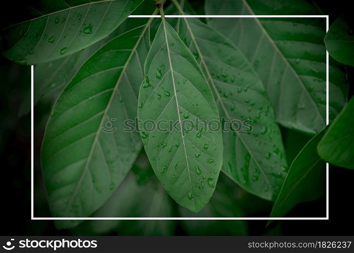 Creative layout made of natural green leaves with white rectangle frame . Flat lay. Nature concept