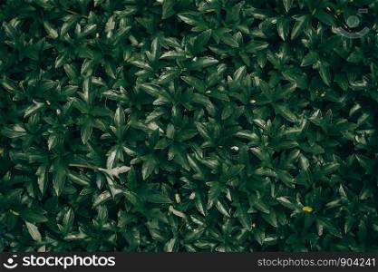Creative layout made with green leaves background for advertising or invitation.Nature and Summer concept.