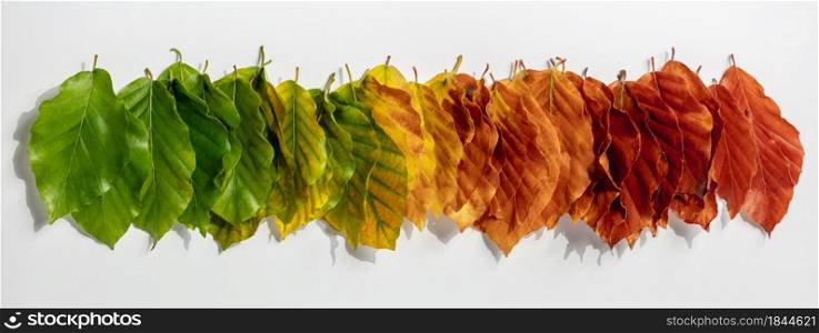 Creative layout of colorful autumn leaves on white background. Flat lay. Banner.. Creative layout of colorful autumn leaves. Flat lay.