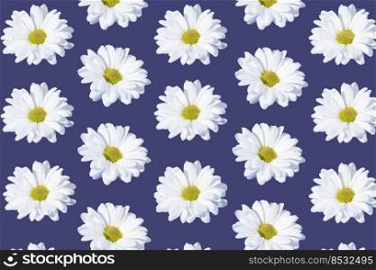 Creative pattern made of daisies isolated on a purple background. Spring, summer concept. Top view, flat lay. Creative pattern made of daisies isolated on a purple background