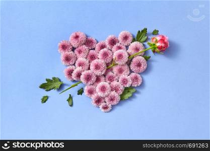 Creative post card from hardy chrysanthemum flowers heart and rose as an arrow on a serenity color background with copy space. Congratulation card.. Hardy chrysanthemums heart with rose as an arrow on a pastel background.