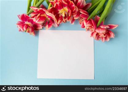 Creative spring composition of tulips with pastel blue paper and white sheet for inscription. Minimal flat lay concept. Ready postcard, banner. Creative spring composition of tulips with pastel blue paper and white sheet for inscription. Minimal flat lay concept. Ready postcard, banner.