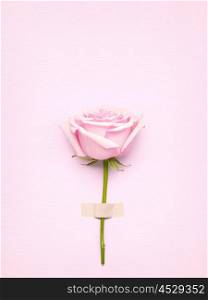 Creative Valentines Day still life concept, pink rose in greeting card on pink paper background.