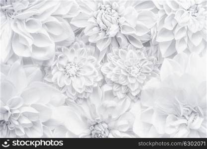 Creative white flowers layout , floral pattern or background for greeting card of Mothers day,birthday, Valentine's Day, wedding or happy event