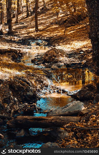 Creek in autumn chestnut forest in Spain with warm colors