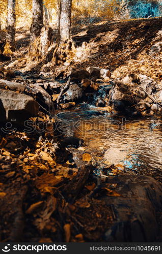 Creek in autumn chestnut forest in Spain with warm colors