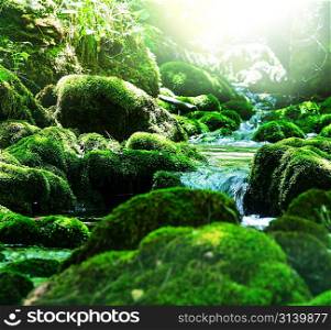 creek in forest