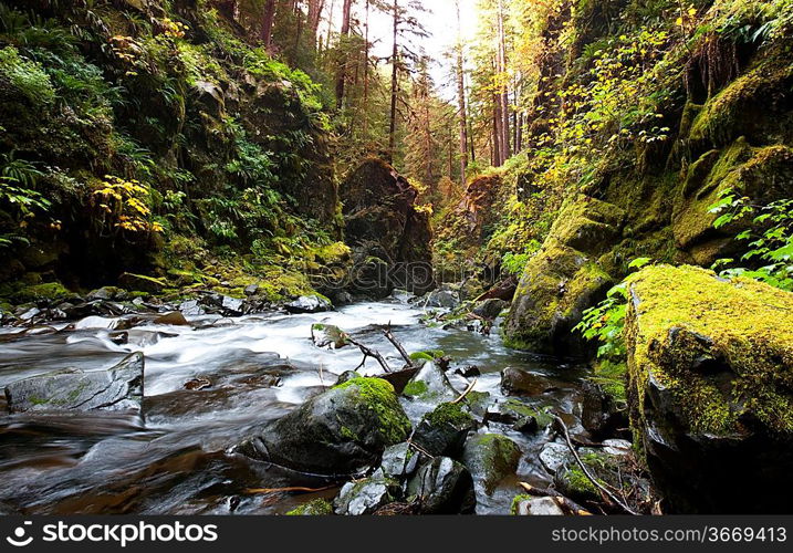 creek in forest