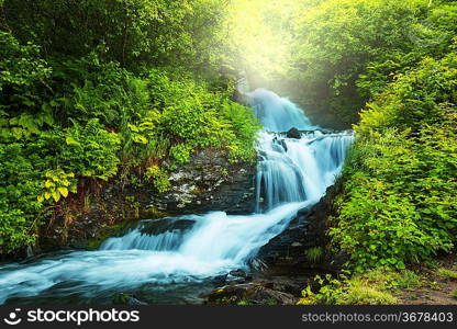 creek in forest